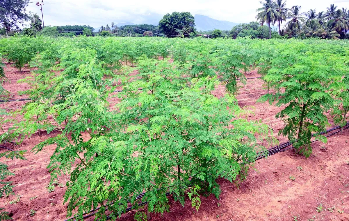 Moringa Powder — In application