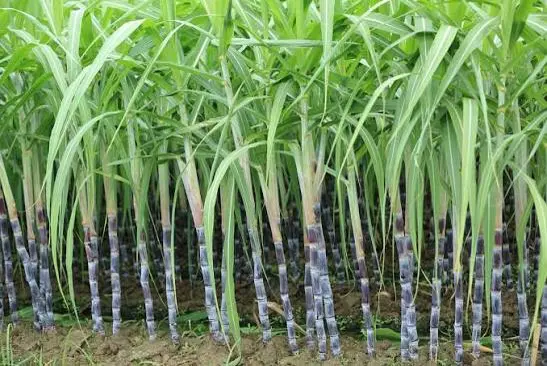 Jaggery — In application