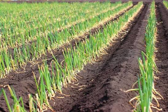 Dehydrated Onion — In application