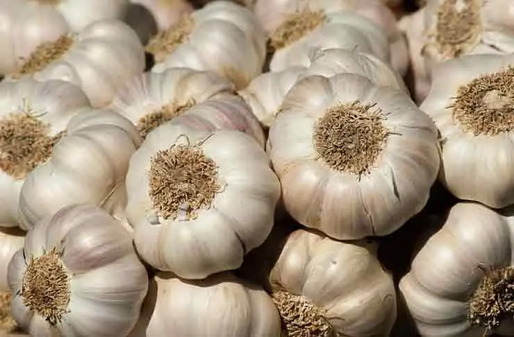 Garlic — In application