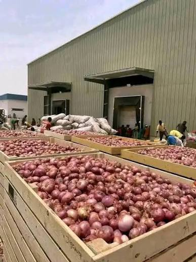 Dehydrated Onion — Packed presentation