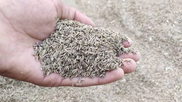 Cumin — Packed presentation